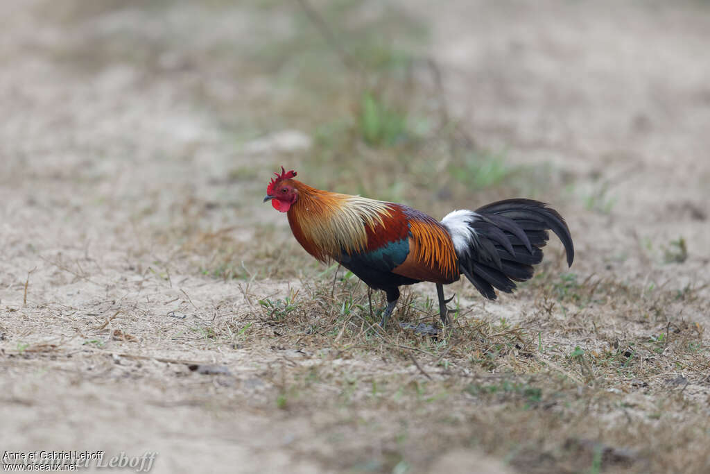 Coq bankiva mâle adulte, identification