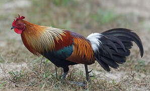 Red Junglefowl