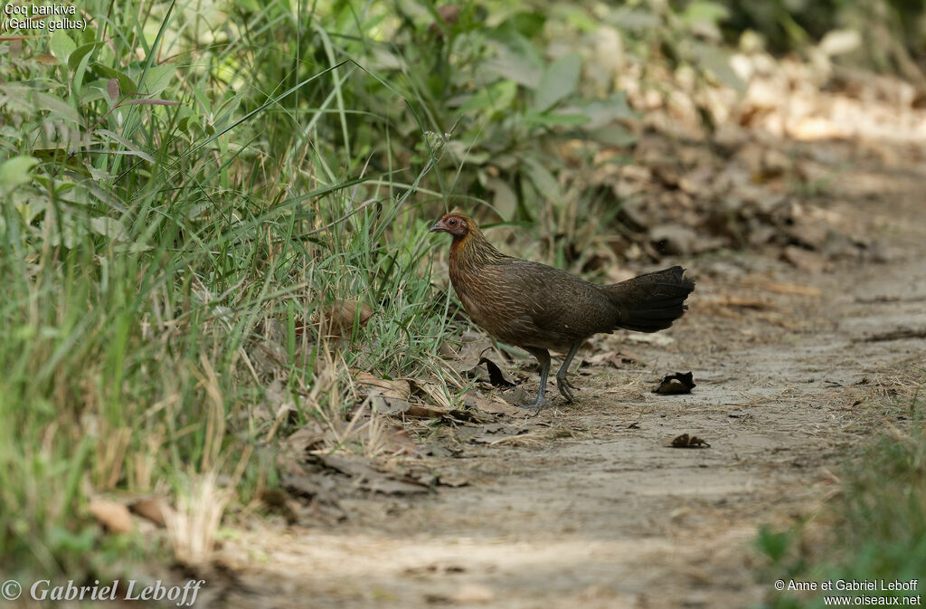 Red Junglefowl female