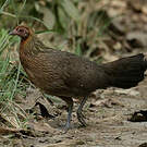 Coq bankiva