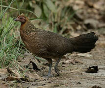 Red Junglefowl