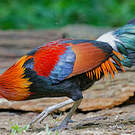 Coq bankiva