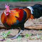 Coq bankiva
