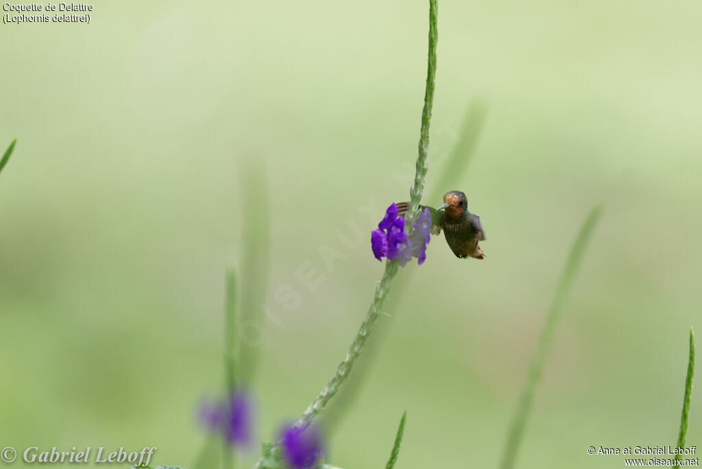 Rufous-crested Coquette female