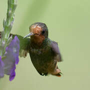 Rufous-crested Coquette