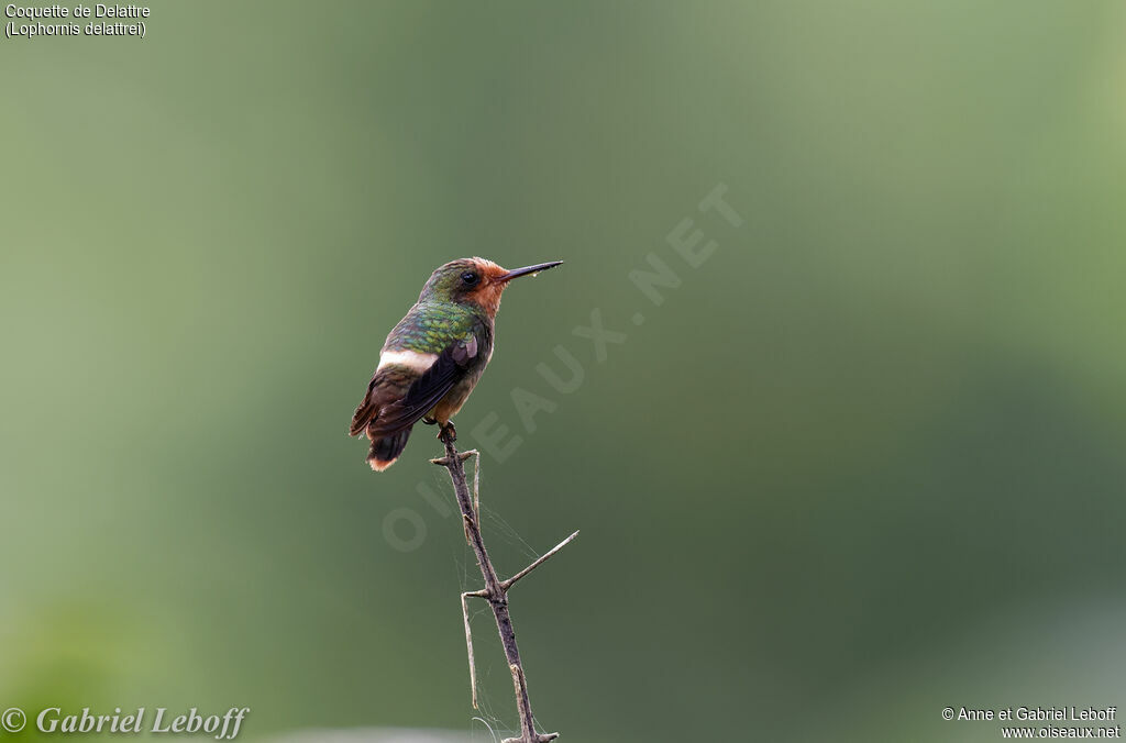 Rufous-crested Coquette female