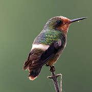 Rufous-crested Coquette