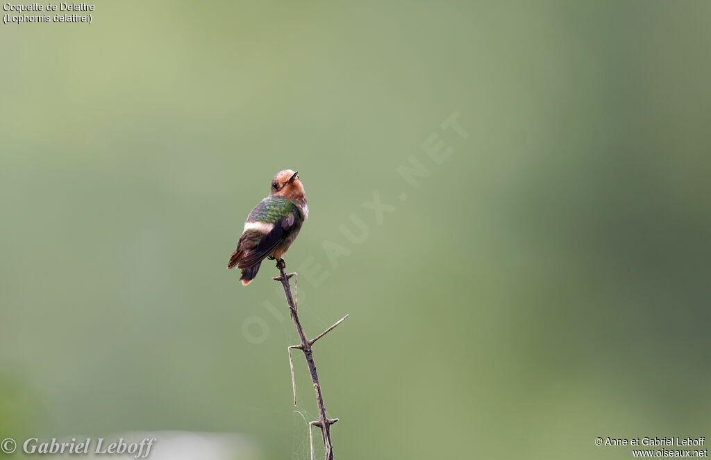 Rufous-crested Coquette female