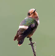 Rufous-crested Coquette