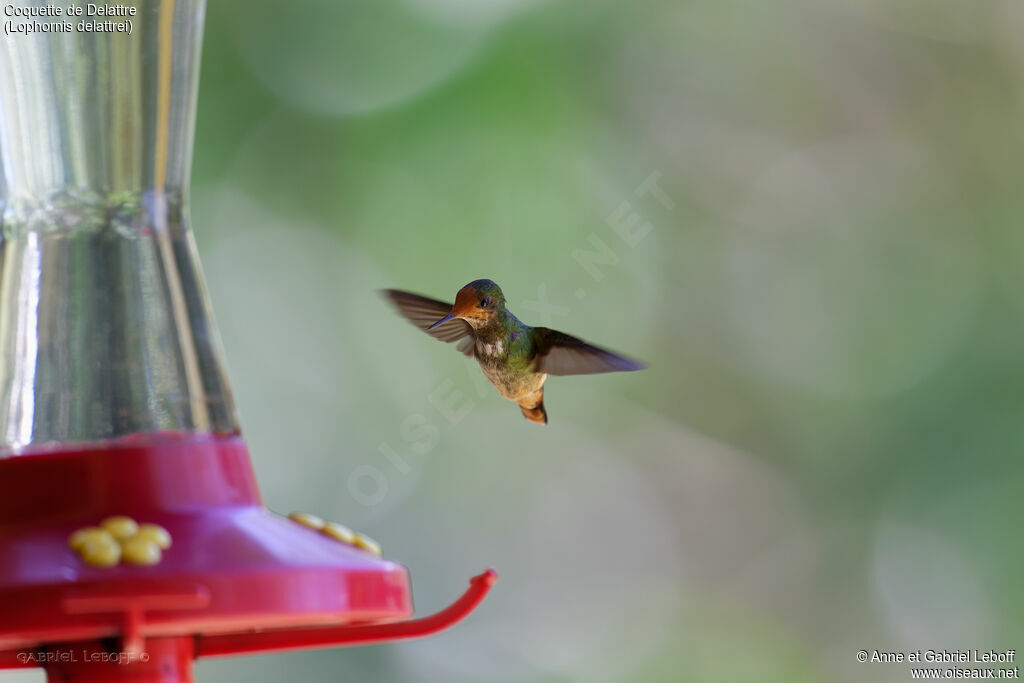 Rufous-crested Coquette female