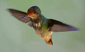 Rufous-crested Coquette