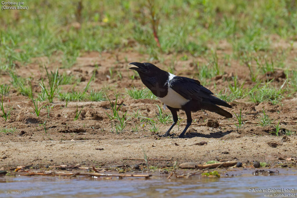 Pied Crow