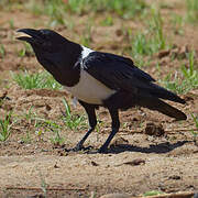 Pied Crow