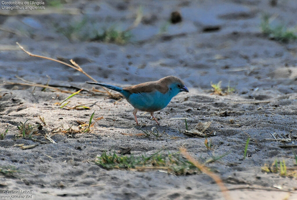 Cordonbleu de l'Angola