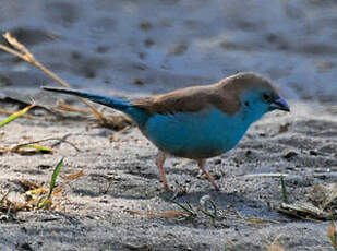 Cordonbleu de l'Angola