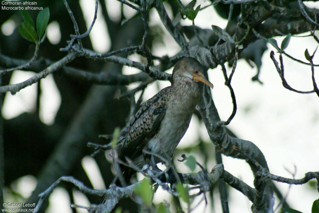 Cormoran africainjuvénile