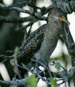 Reed Cormorant