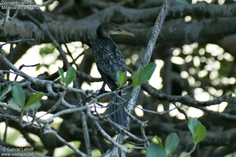 Reed Cormorantjuvenile
