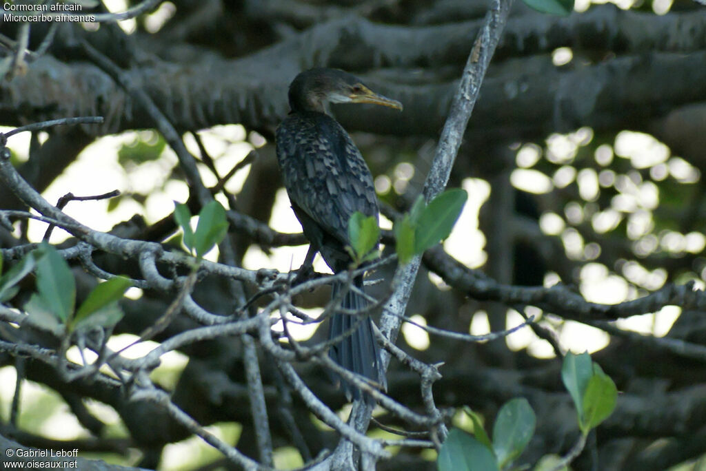 Reed Cormorantjuvenile