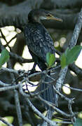 Reed Cormorant