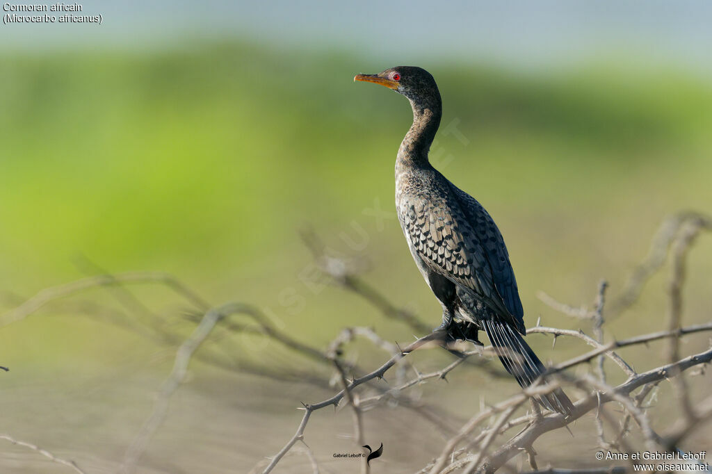 Cormoran africain