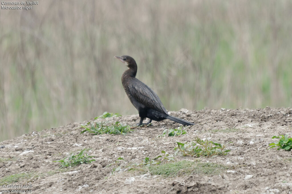 Little Cormorant