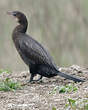 Cormoran de Vieillot