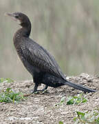 Little Cormorant