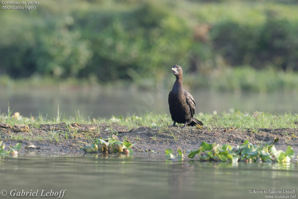 Cormoran de Vieillot