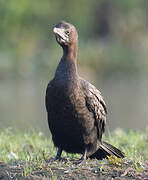 Cormoran de Vieillot