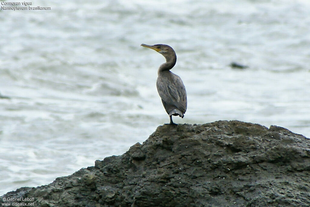 Neotropic Cormorant