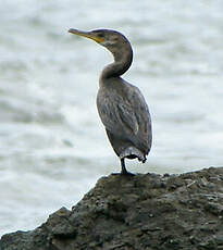 Cormoran vigua