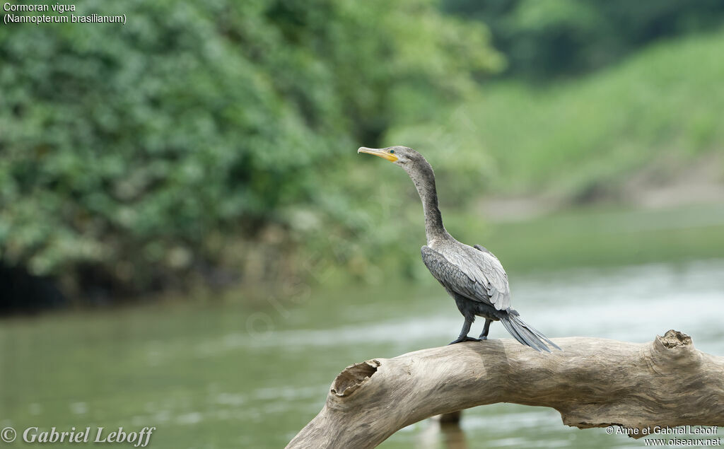 Cormoran viguaimmature