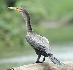 Cormoran vigua