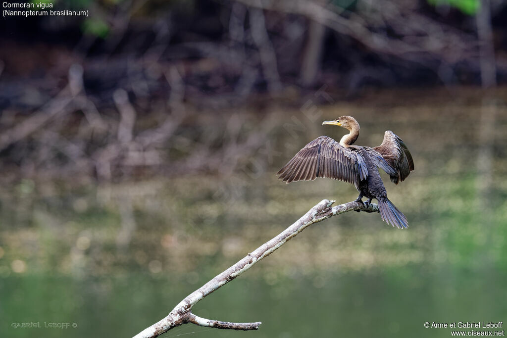 Neotropic Cormorant