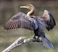 Neotropic Cormorant