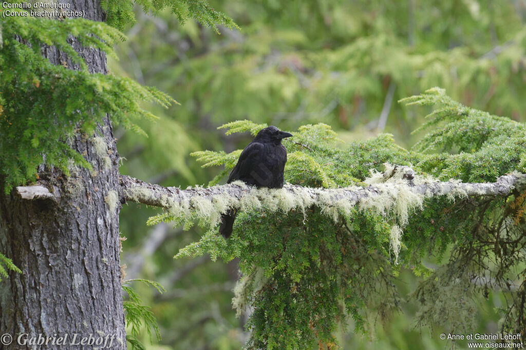 American Crow