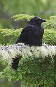 American Crow