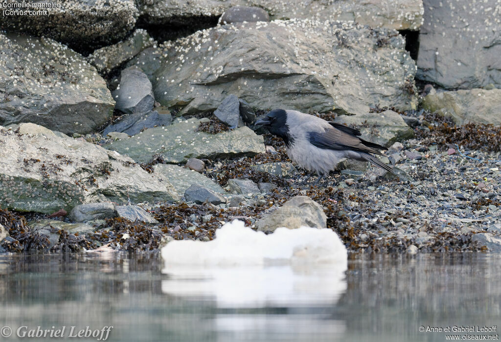 Hooded Crow