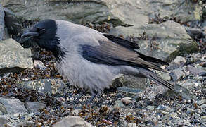 Hooded Crow