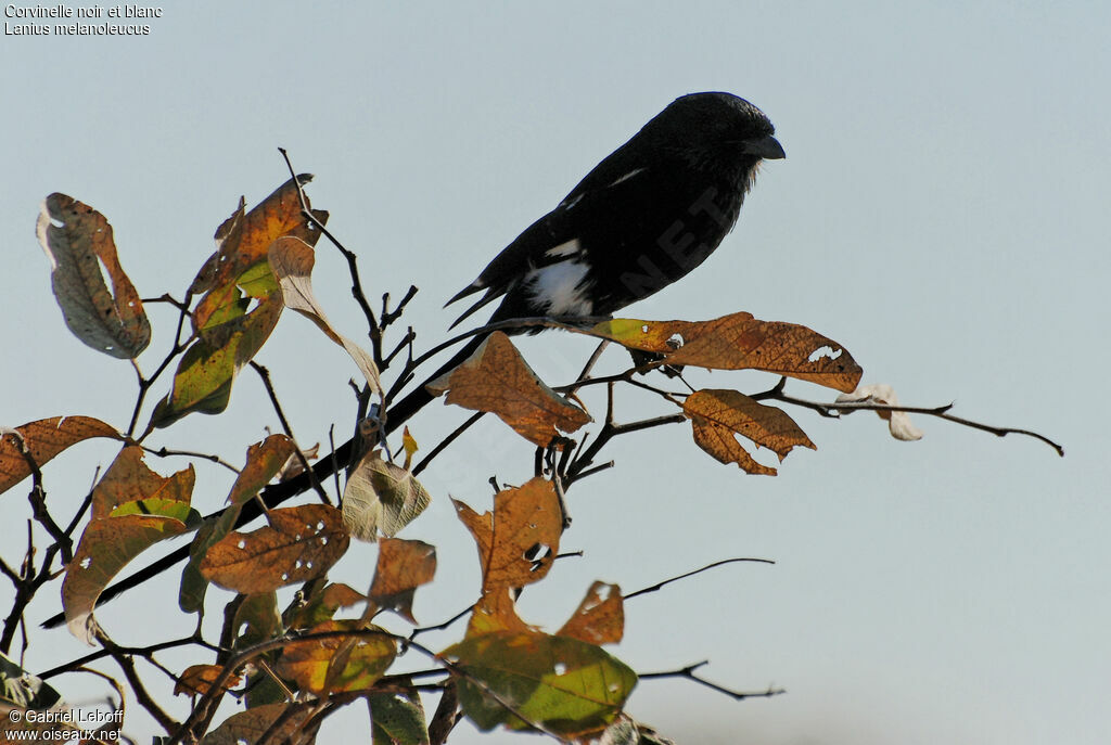 Corvinelle noir et blanc