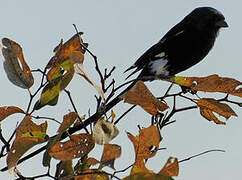 Magpie Shrike