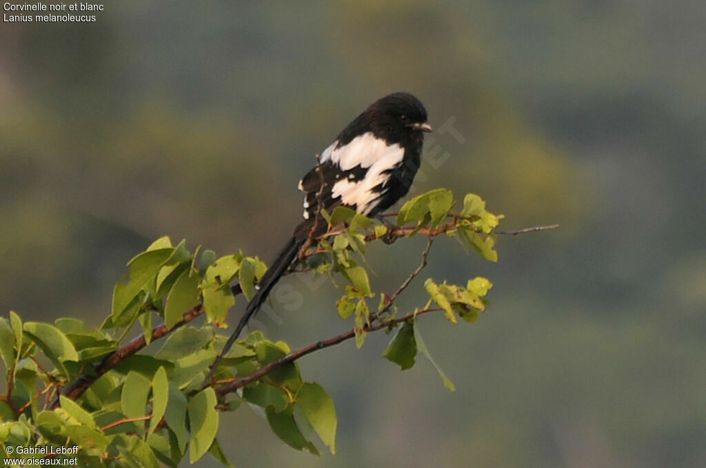 Corvinelle noir et blanc