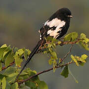 Magpie Shrike