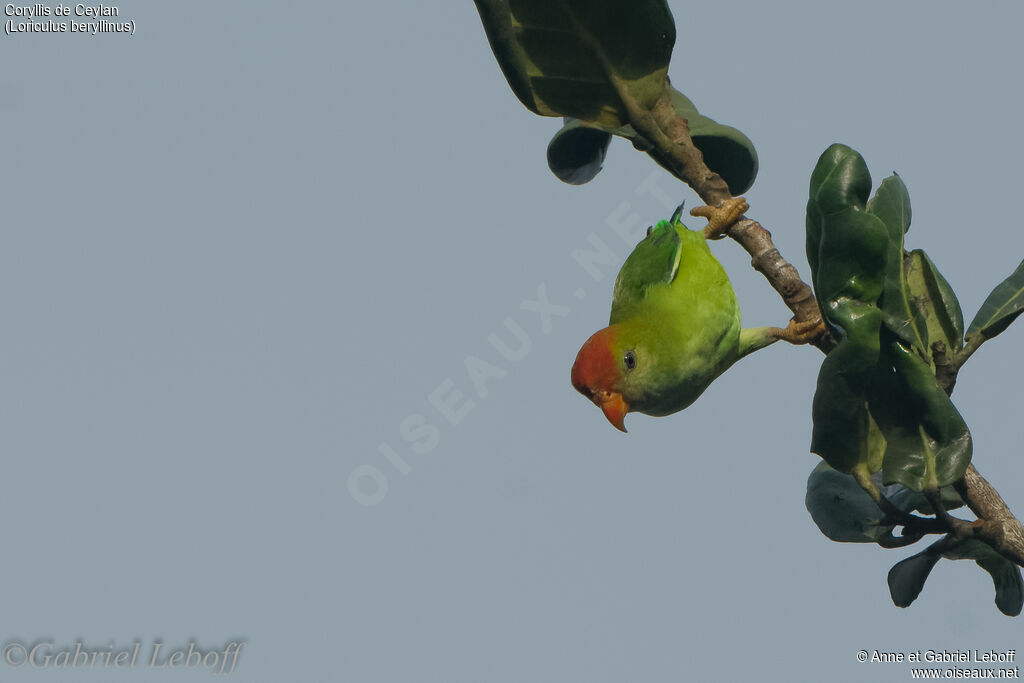 Sri Lanka Hanging Parrot