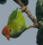 Sri Lanka Hanging Parrot