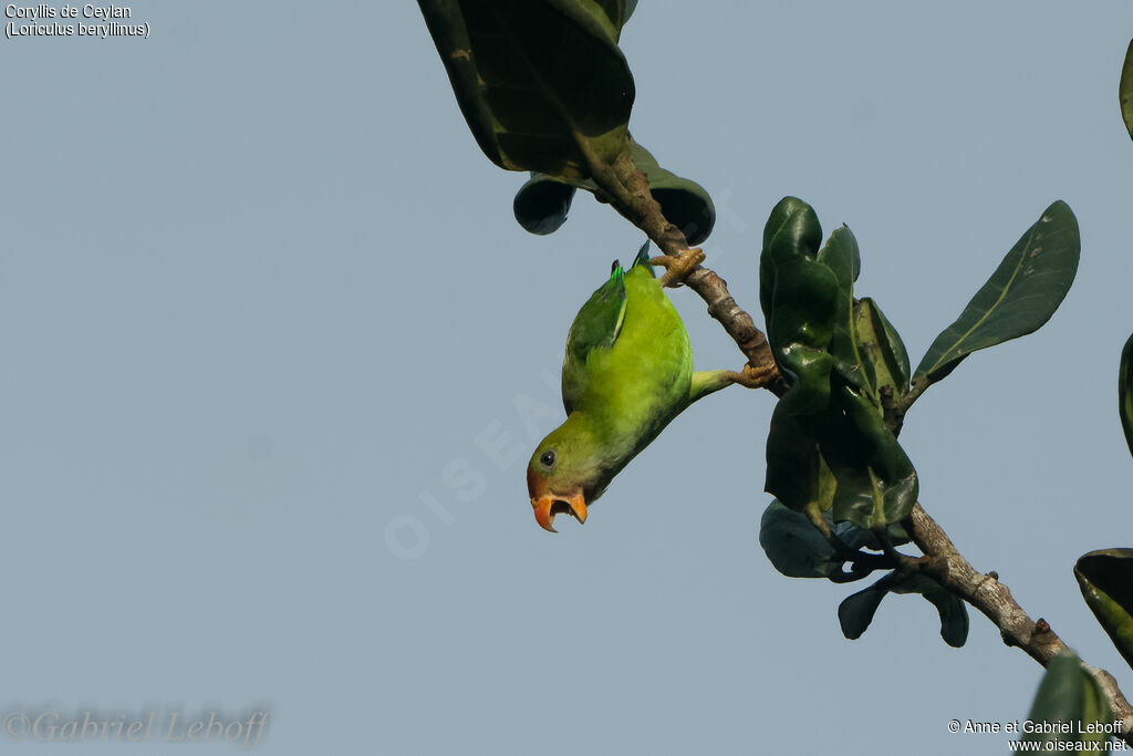 Sri Lanka Hanging Parrot