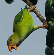 Sri Lanka Hanging Parrot