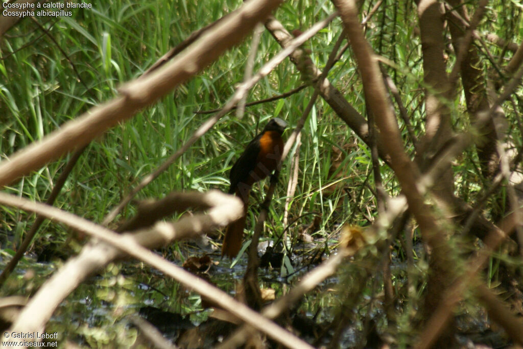 White-crowned Robin-Chat