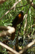 White-crowned Robin-Chat